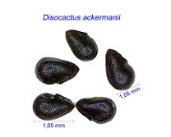 Disocactus ex Nopalxochia ackermanii GX 1.jpg